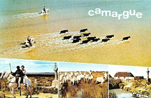 Camargue croce dei - in,